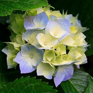 Meet your Posher, Rhonda